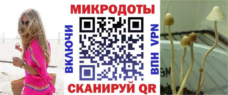 Галлюциногенные грибы Psilocybe  Плёс 