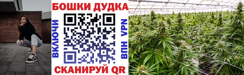 Бошки Шишки сатива Плёс